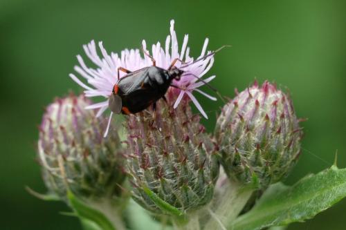 Réf. 305 219 : Deraeocoris ruber